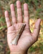 　見つかったフロレス原人の上腕骨化石