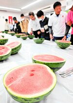 例年以上の甘さに仕上がった県産スイカ＝２８日、北栄町の県園芸試験場