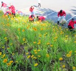 オオキンケイギクの除草に汗を流すボランティア＝５月２５日、鳥取市浜坂の鳥取砂丘周辺
