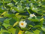 　一湖の湖面に繁茂するスイレン＝２０２３年７月、北海道・知床半島（知床財団提供）