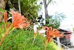 鮮やかなオレンジ色の花を咲かせたキツネノカミソリ＝２５日、香美町村岡区鹿田の二柱神社