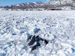 　流氷の隙間に閉じ込められたシャチ＝６日午前、北海道羅臼町海岸町の沖合（（Ｃ）合同会社ワイルドライフプロ）