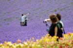 　北海道中富良野町で、丘一面が鮮やかな紫色に染まったラベンダー畑を楽しむ観光客＝２０２２年７月