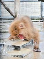 差し入れの氷をなめて冷感を楽しむニホンザル＝２日、鳥取市戎町の真教寺公園