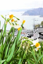 日本海からの潮風に揺られるスイセンの花＝１６日、香美町香住区余部の御崎地区