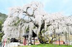 見頃を迎えたしだれ桜＝新温泉町竹田の泰雲寺