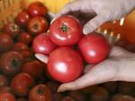 　高知県日高村特産のトマト