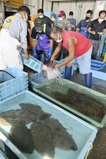 　水揚げされた魚の競りが行われた沼ノ内漁港の魚市場＝２０２３年８月