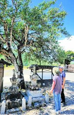 八頭町福地、大樹寺の日本一のウラクツバキと県内最古級の宝篋印塔