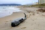 　砂浜に打ち上げられたクジラ＝１９日午後、北海道函館市