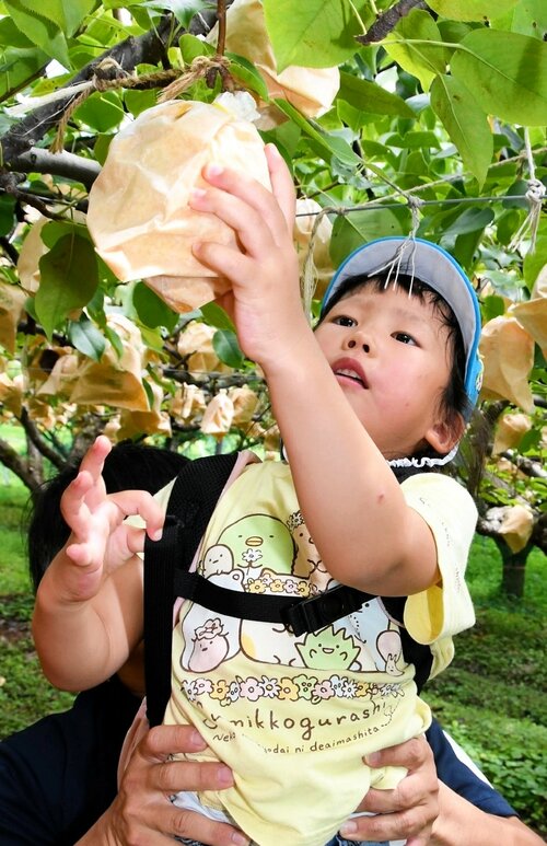 梨狩りを楽しむ園児
