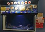 　竹島水族館で人気の「おいしい深海魚水槽」＝２０２４年７月、愛知県蒲郡市