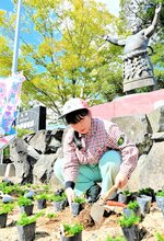 第５３代横綱・琴桜の銅像前にシバザクラを植える生徒