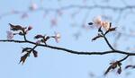 　気象庁の全国の観測地点で最も遅い開花となった北海道釧路市のエゾヤマザクラ＝３日午後