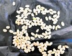 香美町内で今年収穫されたコシヒカリ。猛暑の影響で一部の粒が白濁化している