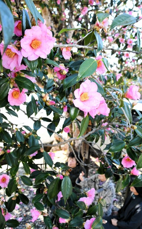 ピンク色の花を咲かせているウラクツバキ＝１３日、八頭町福地の大樹寺