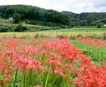 　福島県双葉町細谷地区から同県川俣町山木屋地区に移植されたヒガンバナ＝１０月