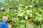 開花し始めたウバユリ。庭には約５５０株が群生している＝７月３１日、新温泉町春来