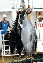 境漁港に初水揚げされるクロマグロ＝２１日、鳥取県境港市昭和町