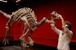 　競売にかけられる恐竜カンプトサウルスの骨格＝１２日、パリ（ロイター＝共同）