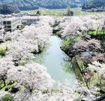 内堀を囲む満開の桜。風情ある城下町は春本番となった＝５日、鳥取市鹿野町鹿野