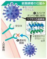 　新薬候補の仕組み