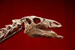 　恐竜カンプトサウルス「バリー」の頭部の骨格＝１２日、パリ（ロイター＝共同）