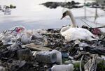 　プラスチックごみがたまる川岸に立つハクチョウ＝２０２２年４月、セルビア・ベオグラード（ＡＰ＝共同）