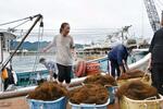 　漁を終えて、もずくを水揚げする海女たち＝１２日午前、石川県輪島市