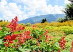 約１５種類の花が一面に咲いたフラワーパーク＝２１日、香美町小代区佐坊