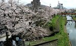 袋川沿いで満開を迎えた桜＝２７日、鳥取市元町