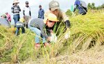 鎌で稲を刈る親子＝２８日、伯耆町丸山のふれあい交流田