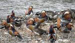 　鳥取県日野町の日野川に飛来したオシドリ＝１０月３１日