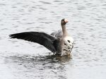 米子水鳥公園に今季初飛来したマガン＝１日、鳥取県米子市彦名新田（同公園提供）