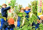 交通事故や特殊詐欺被害を根絶の願いを込めて大根を引き抜く園児＝２０日、鳥取市千代水３丁目の鳥取署