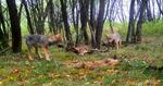　シカの死骸を食べる２匹のオオカミ＝２０１９年８月、ドイツ（（Ｃ）Ｍａｒｉ☆ｌｌｅ　ｖａｎ　Ｕｉｔｅｒｔ／ＷＷＦ、共同）