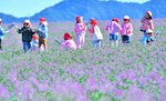 一面に花が咲くラッキョウ畑で遊ぶ園児ら＝８日、鳥取市福部町湯山