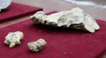 　群馬県で発見されたヨウスコウカワイルカ科の新属新種の化石＝１６日午前、前橋市