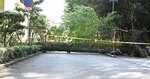 道路をふさぐようにして倒れたモミの木＝３日、鳥取市上町の鳥取東照宮の鳥居付近
