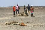 　家畜の死骸を確認する集落の住民ら＝２２２年２月、ケニア北部マルサビット郡（中野智明氏撮影・共同）