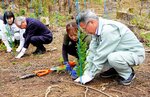 エリートツリーのスギの苗木を植える関係者＝１日、鳥取市国府町岡益