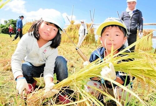 コシヒカリを手刈りする参加者（２０２３年の様子）