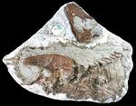 　胃の中に小型恐竜の脚などが見つかった「ゴルゴサウルス」の化石。上部が頭、右下は胃と捕食した恐竜の脚（ロイヤル・ティレル古生物学博物館提供）