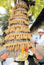 神木に巻き付けた竜の胴体に頭を取り付ける氏子ら＝１日、鳥取県境港市渡町の日御﨑神社