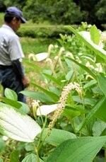 旧美歎水源地水道施設に群生するハンゲショウ＝１４日、鳥取市国府町美歎