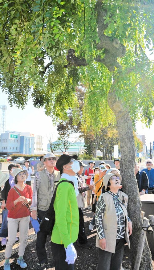 街路樹のシダレエンジュを観察する参加者