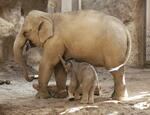 　札幌市の円山動物園で生まれたアジアゾウの赤ちゃんと母親のパール＝７日