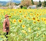 元気に咲くヒマワリの様子を見る小山さん＝１１日、豊岡市日高町上郷