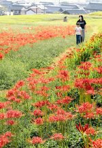 国史跡・上淀廃寺跡でようやくまとまって花が咲き始めたヒガンバナ＝１日、鳥取県米子市淀江町福岡