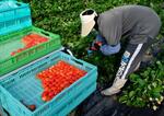 　福岡県の名産イチゴ「あまおう」の収穫＝８日、福岡県大木町